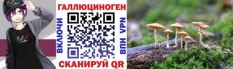 Купить где  Себеж  Псилоцибиновые грибы GOLDEN TEACHER 